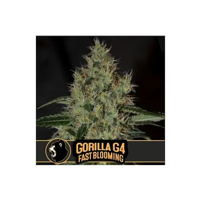 Gorilla Glue 4 FB · Blimburn Seeds · kenevir tohum · Disi · Fem