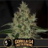 Gorilla Glue 4 FB · Blimburn Seeds · kenevir tohum · Disi · Fem