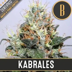 Kabrales · Blimburn Seeds ·...