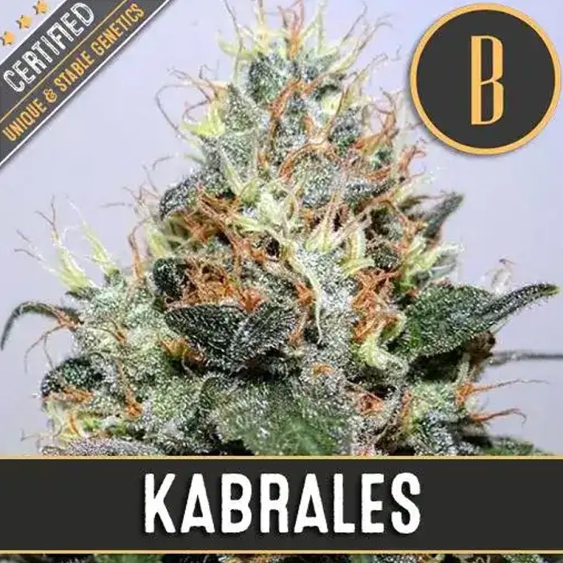 Kabrales · Blimburn Seeds · kenevir tohum · Disi · Fem