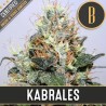 Kabrales · Blimburn Seeds · cannabis seeds · Fem