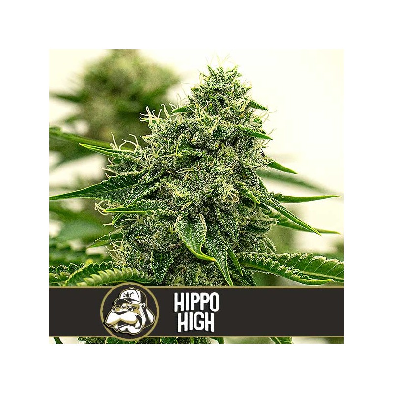 Hippo High · Blimburn Seeds · kenevir tohum · Disi · Fem