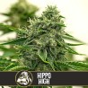 Hippo High · Blimburn Seeds · kenevir tohum · Disi · Fem