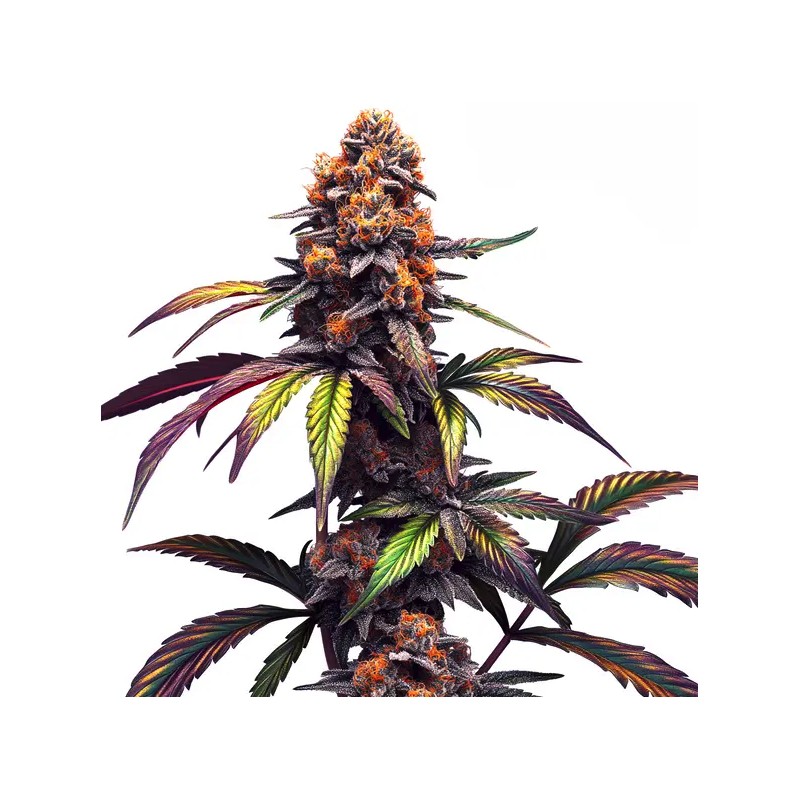 Mamba Negra CBG · Blimburn Seeds · cannabis seeds · Fem