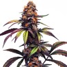 Mamba Negra CBG · Blimburn Seeds · cannabis seeds · Fem