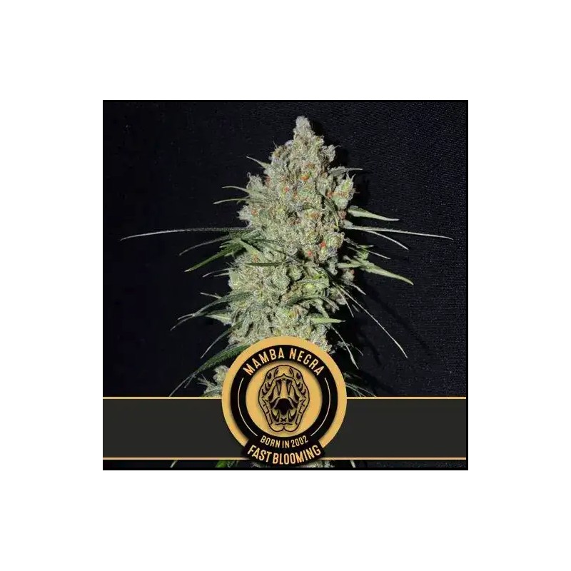 Mamba Negra FB · Blimburn Seeds · kenevir tohum · Disi · Fem