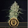 Mamba Negra FB · Blimburn Seeds · kenevir tohum · Disi · Fem