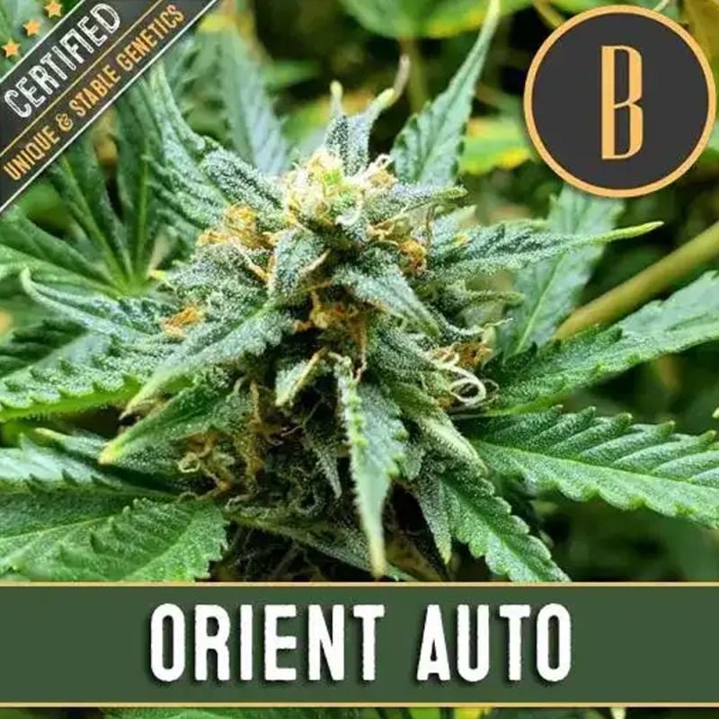 Orient Auto · Blimburn Seeds · kenevir tohum · Disi · AutoFem