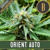 Orient Auto · Blimburn Seeds · kenevir tohum · Disi · AutoFem