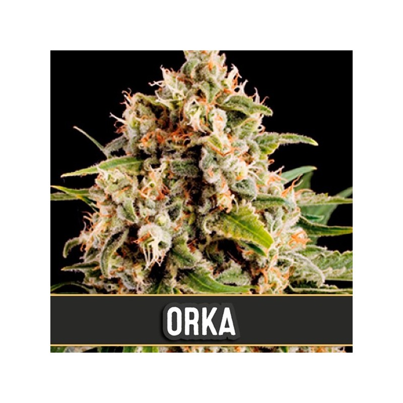 Orka · Blimburn Seeds · kenevir tohum · Disi · Fem