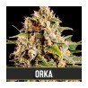 Orka · Blimburn Seeds · kenevir tohum · Disi · Fem