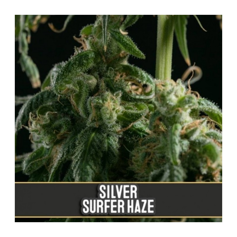 Silver Surfer Haze · Blimburn Seeds · cannabis seeds · Fem