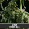 Silver Surfer Haze · Blimburn Seeds · kenevir tohum · Disi · Fem