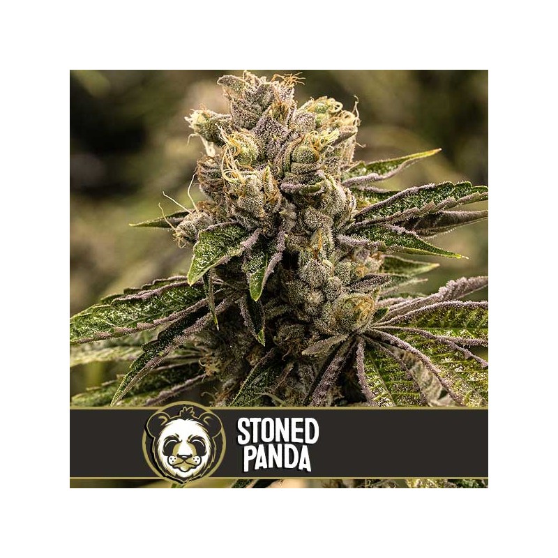 Stoned Panda · Blimburn Seeds · kenevir tohum · Disi · Fem