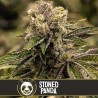 Stoned Panda · Blimburn Seeds · kenevir tohum · Disi · Fem