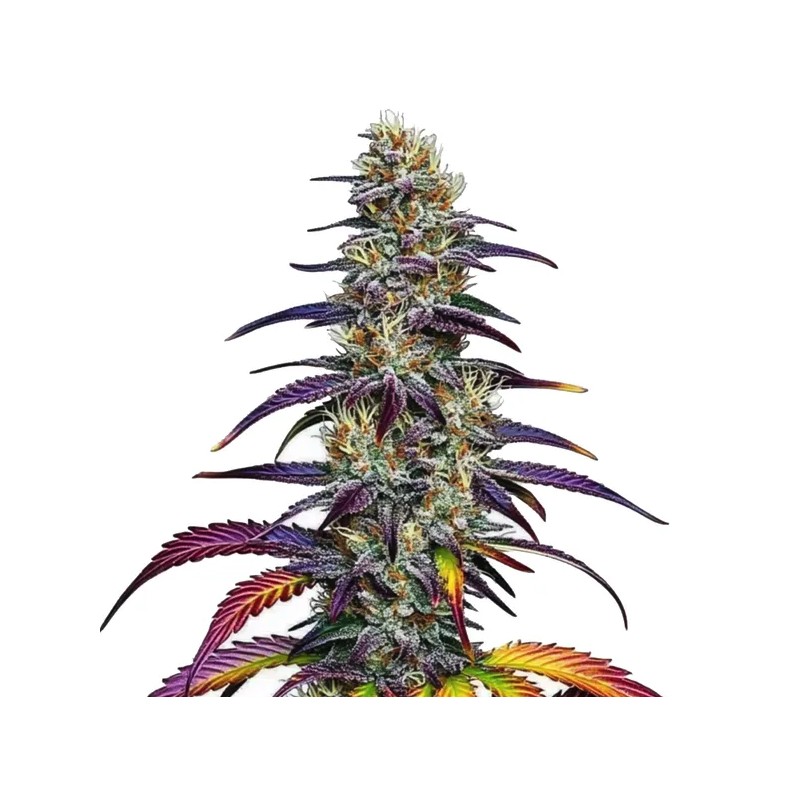 Blue Dream · Blimburn Seeds · cannabis seeds · Fem