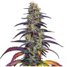 Blue Dream · Blimburn Seeds · kenevir tohum · Disi · Fem