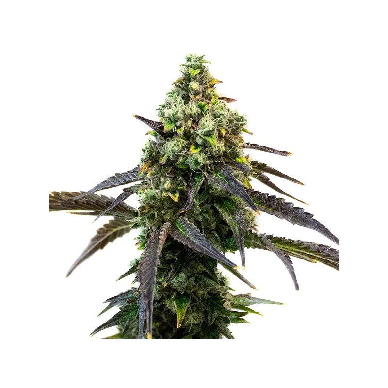 Cafe Racer · Blimburn Seeds · kenevir tohum · Disi · Fem