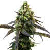 Cafe Racer · Blimburn Seeds · kenevir tohum · Disi · Fem