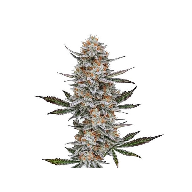Chemdog 4 · Blimburn Seeds · kenevir tohum · Disi · Fem