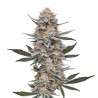 Chemdog 4 · Blimburn Seeds · kenevir tohum · Disi · Fem
