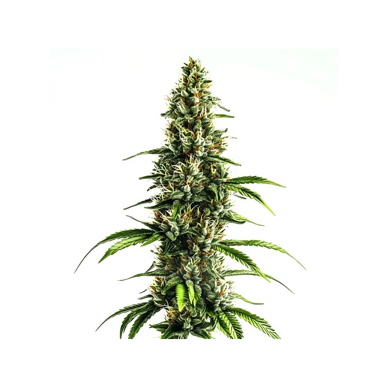 Chocolopez · Blimburn Seeds · kenevir tohum · Disi · Fem