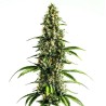 Chocolopez · Blimburn Seeds · kenevir tohum · Disi · Fem