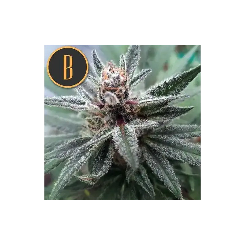 Cindy 99 · Blimburn Seeds · kenevir tohum · Disi · Fem
