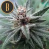 Cindy 99 · Blimburn Seeds · kenevir tohum · Disi · Fem