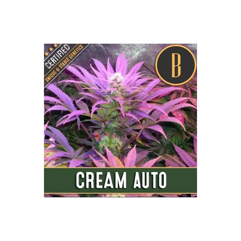 Cream Auto · Blimburn Seeds · cannabis seeds · AutoFem