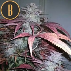 Critical Daddy Purple · Blimburn Seeds · kenevir tohum · Disi · Fem