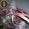 Critical Daddy Purple · Blimburn Seeds · kenevir tohum · Disi · Fem