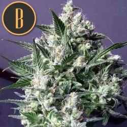 Dama Blanca · Blimburn...