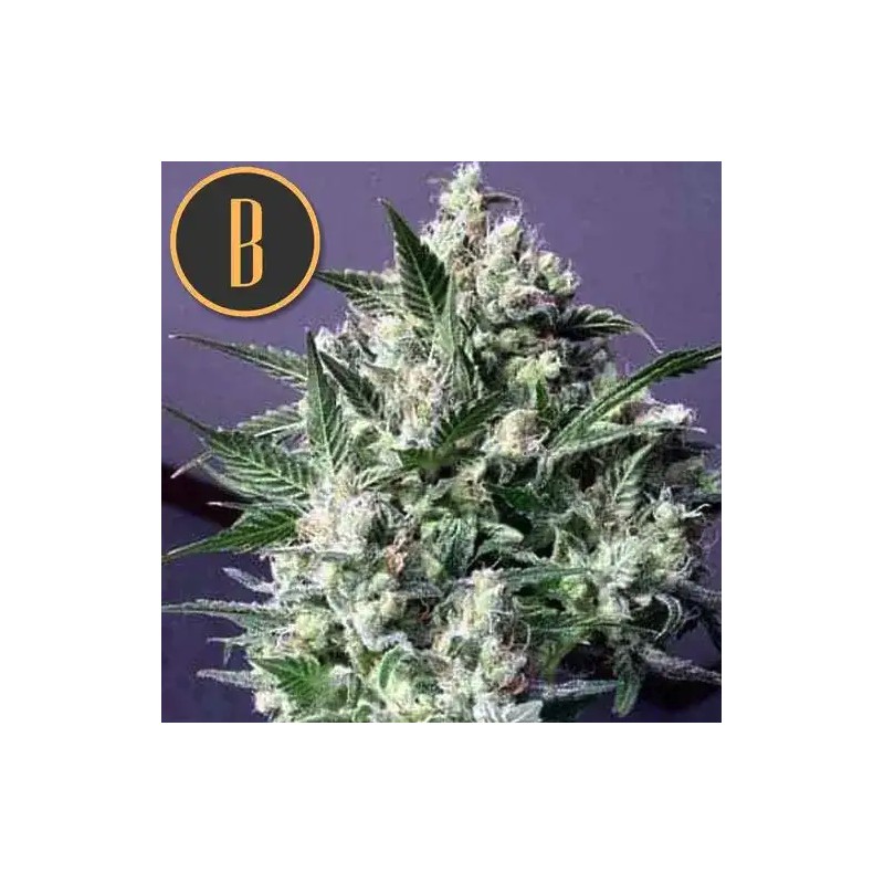 Dama Blanca · Blimburn Seeds · kenevir tohum · Disi · Fem