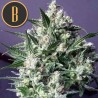 Dama Blanca · Blimburn Seeds · cannabis seeds · Fem