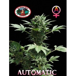 AUTOMATIC BIG BUDDHA · Big...