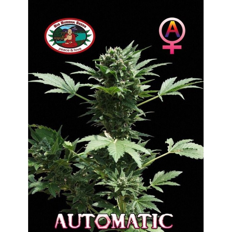 AUTOMATIC BIG BUDDHA · Big Buddha Seeds · kenevir tohum · Disi · AutoFem