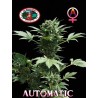 AUTOMATIC BIG BUDDHA · Big Buddha Seeds · kenevir tohum · Disi · AutoFem