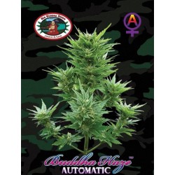 BUDDHA HAZE AUTOMATIC · Big...