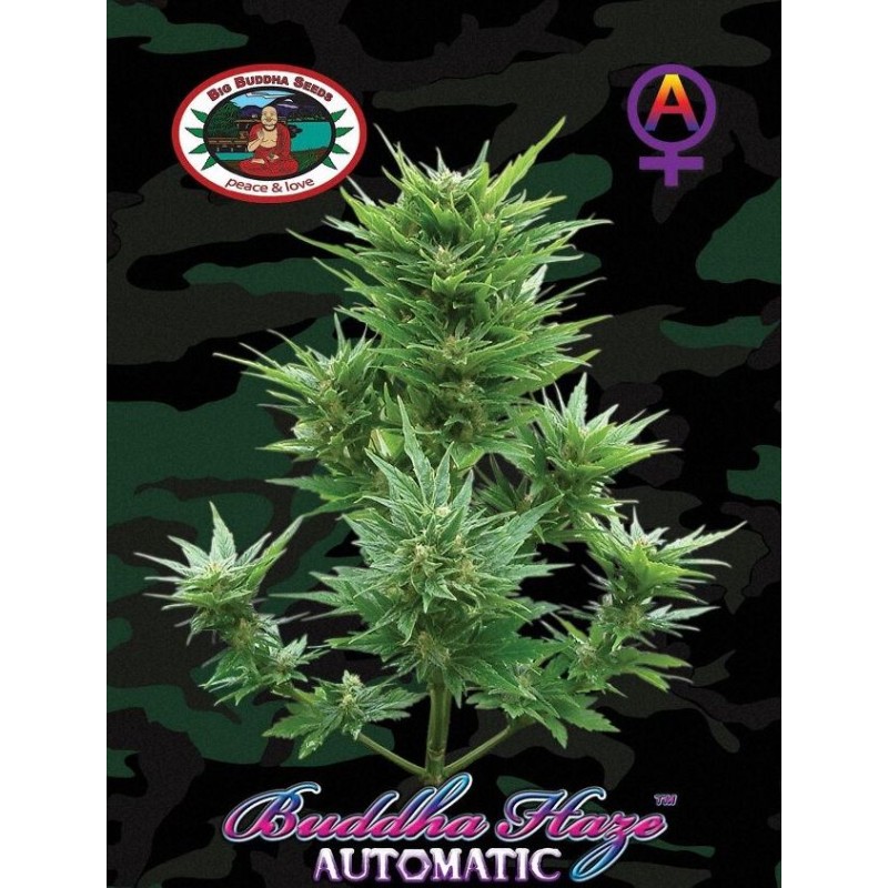 BUDDHA HAZE AUTOMATIC · Big Buddha Seeds · kenevir tohum · Disi · AutoFem