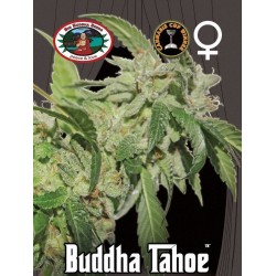 BUDDHA TAHOE · Big Buddha...