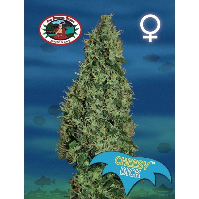 CHEESY DICK · Big Buddha Seeds · kenevir tohum · Disi · Fem