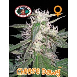 CHEESE DAWG · Big Buddha...