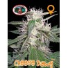 CHEESE DAWG · Big Buddha Seeds · kenevir tohum · Disi · Fem