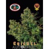 CHIESEL AUTOMATIC · Big Buddha Seeds · kenevir tohum · Disi  · AutoFem