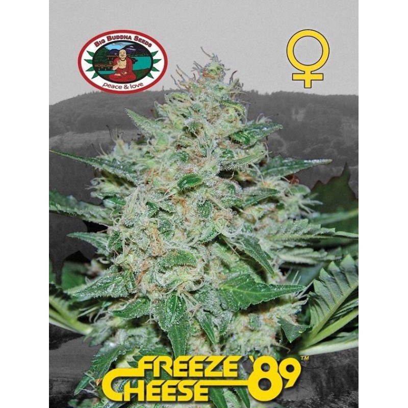 FREEZE CHEESE 89 · Big Buddha Seeds · cannabis seeds · Fem