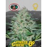 FREEZE CHEESE 89 · Big Buddha Seeds · cannabis seeds · Fem