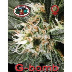 G-BOMB · Big Buddha Seeds ·...