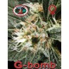G-BOMB · Big Buddha Seeds · kenevir tohum · Disi  · Fem