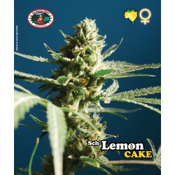 SCH LEMON CAKE · Big Buddha...